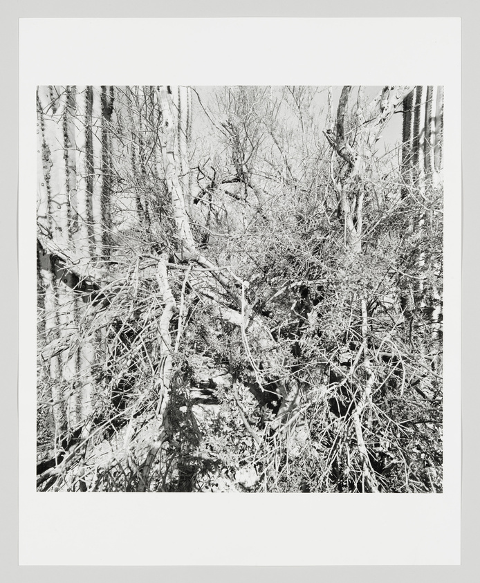 Black and white photograph of a dense thicket of leafless trees and intertwined branches, with a high contrast that obscures finer details.