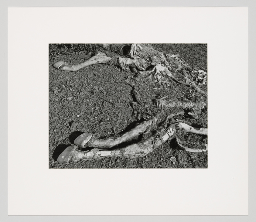 Black and white photo of animal remains on dry ground.