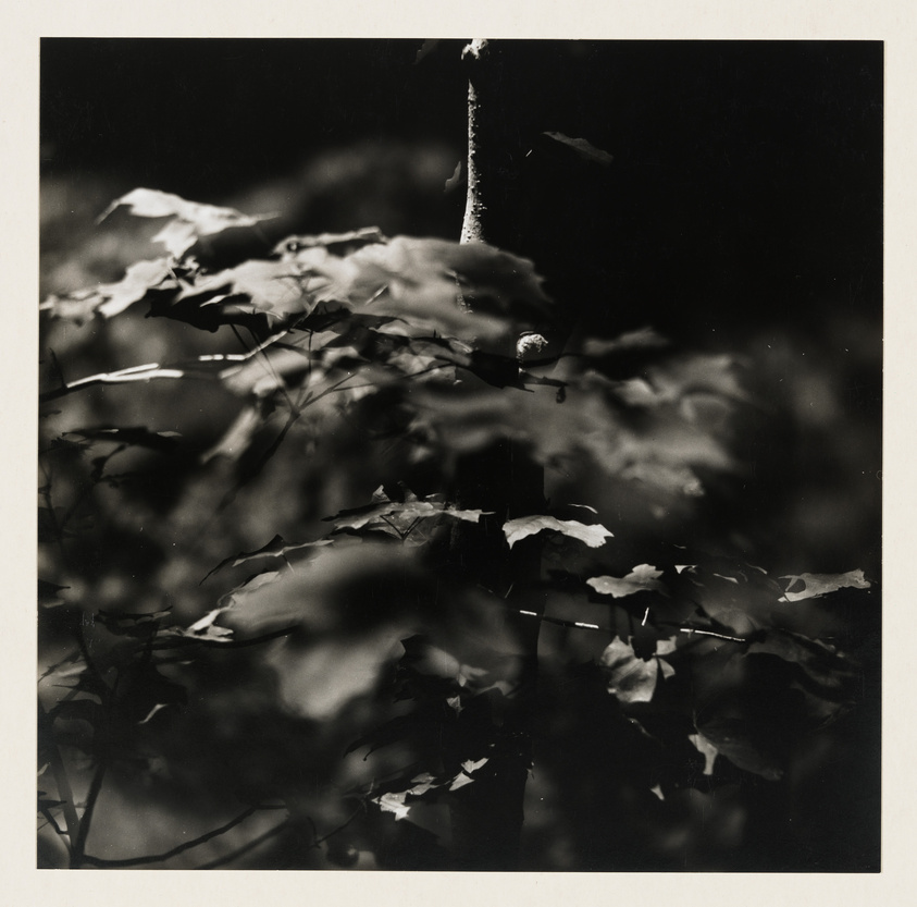 A black and white photograph capturing the delicate play of light and shadow on leaves and branches, with a focus on a single slender tree trunk amidst a blurred background of foliage.