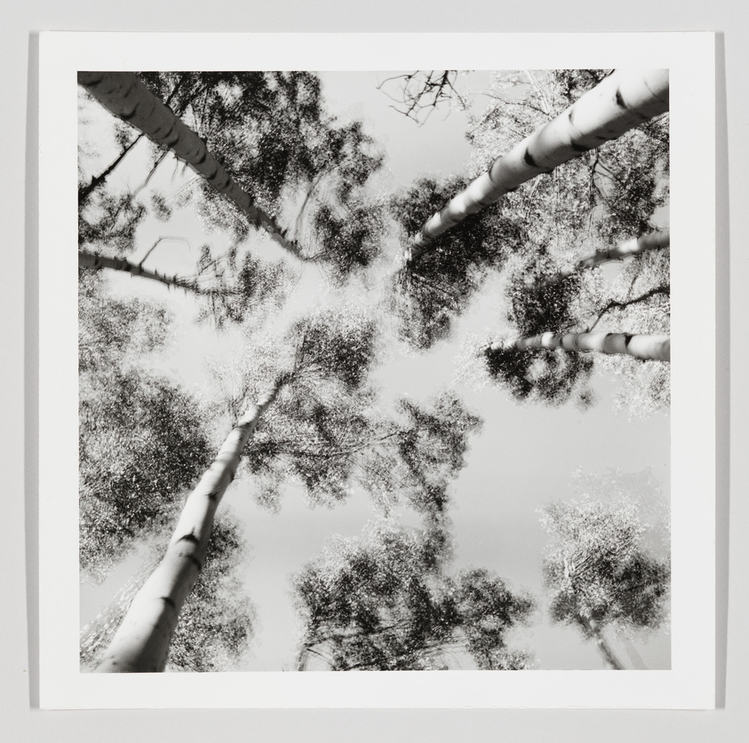 A black and white photograph looking up at the sky through a canopy of trees with tall, slender trunks, likely birches, converging towards the center of the image from various angles. The leaves form a dense, textured pattern against the light sky.