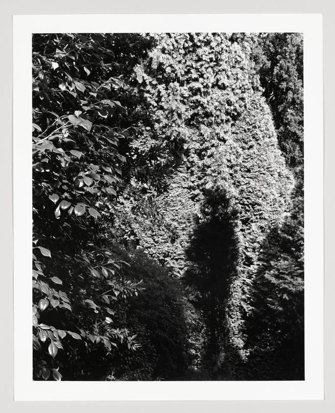 Black and white photograph of dense foliage with contrasting light and shadow, highlighting textures of various leaf patterns and tree branches.
