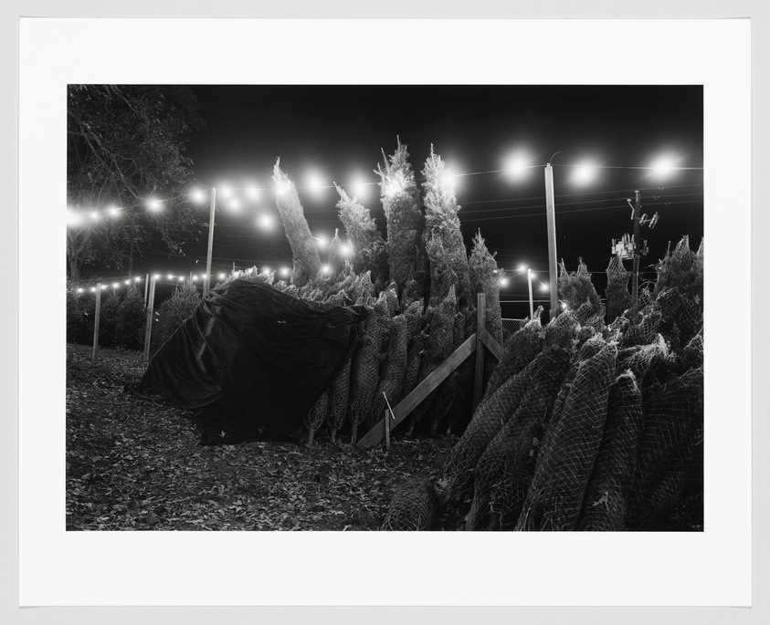 Black and white photo of Christmas trees for sale at night, illuminated by string lights.