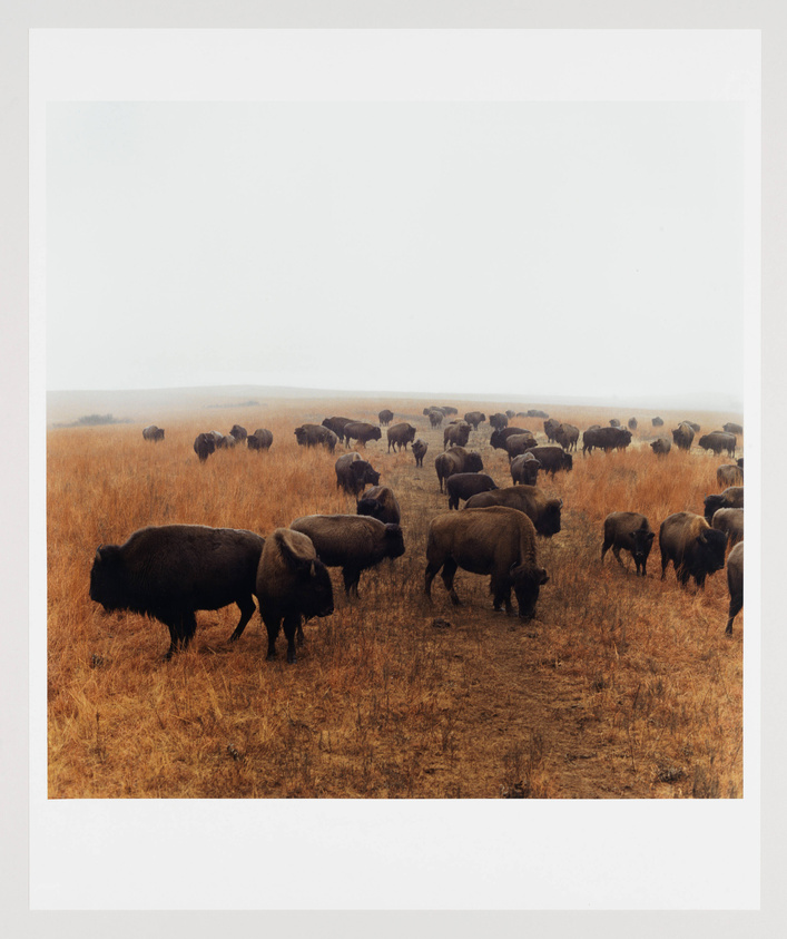 A herd of bison grazing on a golden grassy field with a hazy sky in the background.