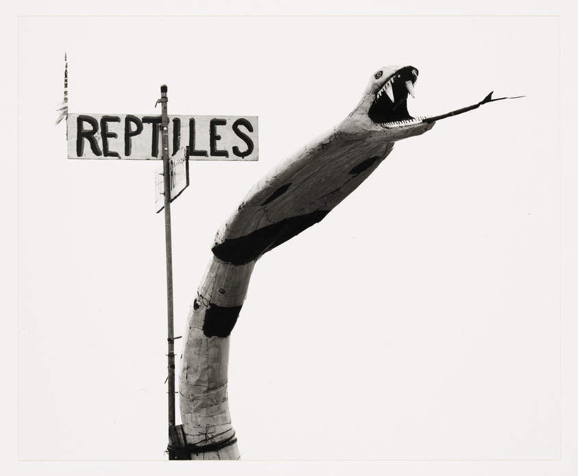 A black and white photograph featuring a quirky roadside attraction sign that reads "REPTILES" with an arrow pointing to the right, accompanied by a large, stylized sculpture of a snake with its mouth open, as if it's about to strike. The snake sculpture is mounted on a pole, giving the impression that it is slithering upwards.