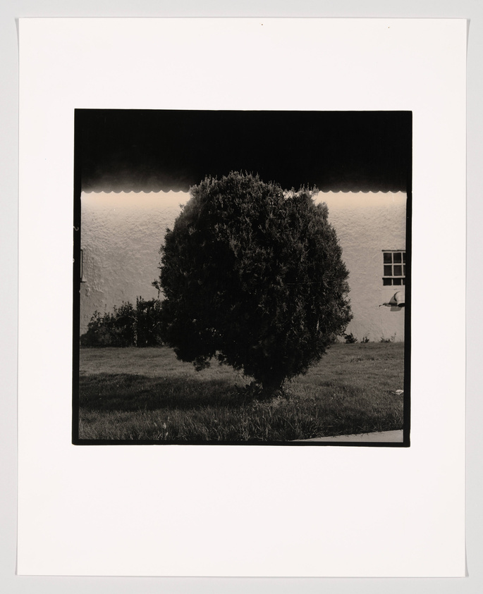 A black and white photograph depicting a lush, solitary bush in the foreground with a textured wall and a window partially visible in the background. The image is framed with a white border.