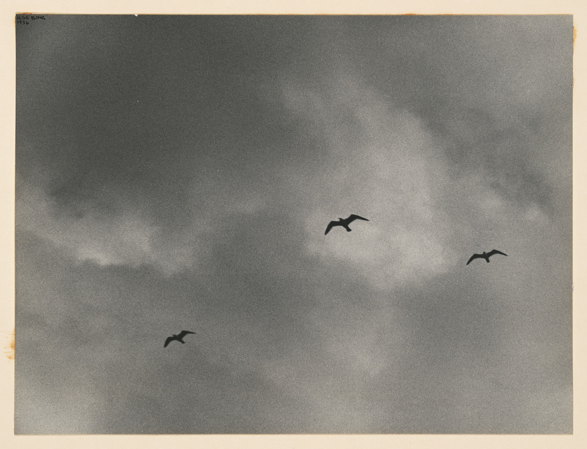 Three birds in flight against a cloudy sky, captured in a sepia-toned photograph with a vintage appearance, dated 1936 in the top left corner.