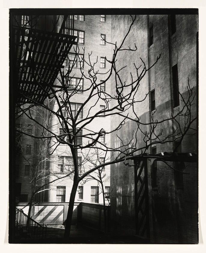 A black and white photograph capturing the stark contrast of a leafless tree and a fire escape against the backdrop of a multi-story building's brick facade, with shadows creating a dramatic effect on the scene.