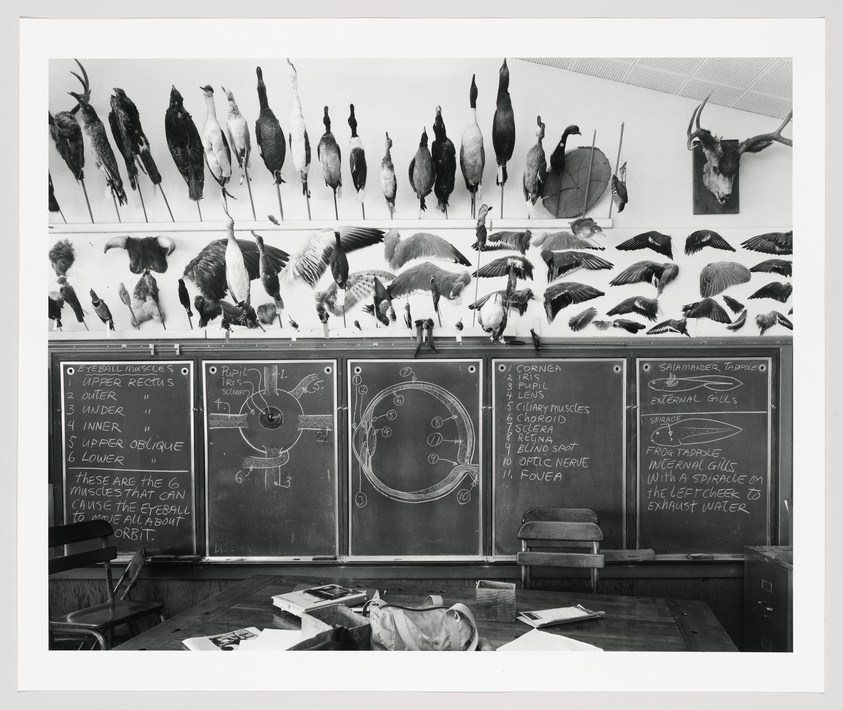 A black and white photograph of a classroom setting with three chalkboards filled with handwritten notes and diagrams related to biology. The boards are flanked by taxidermied birds and other animals displayed on the wall above. In front of the chalkboards, there are desks with open books, papers, and a backpack, suggesting an active learning environment.