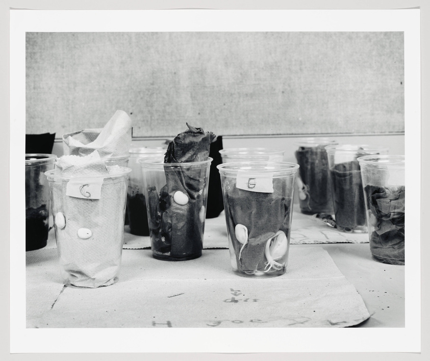 A black and white photograph showing a series of clear plastic cups on a table, each containing soil and a few white beans, some of which have sprouted. Each cup is labeled with a letter, and there are paper towels underneath the cups. The background is nondescript with a textured surface.