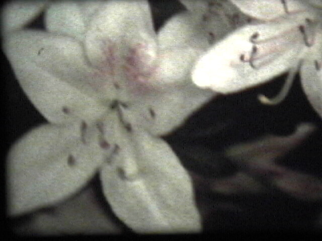 Close-up of white flowers with dark stamens and a hint of pink in the center.