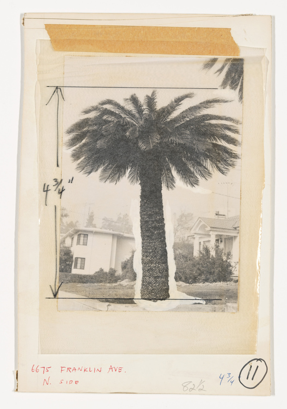 A black and white photograph of a tall palm tree in front of a house with annotations indicating measurements and the address "6675 Franklin Ave. N. side." The photo is aged with yellowing tape on the edges and handwritten notes on the margins.