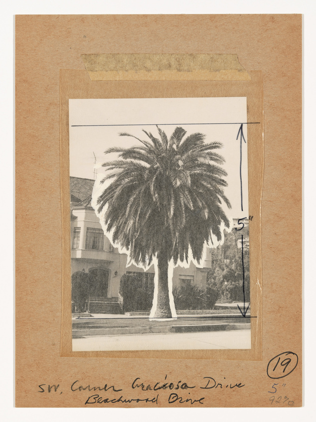A vintage black and white photograph of a palm tree centered in front of a residential building, mounted on cardboard with handwritten notes and measurements on the borders.