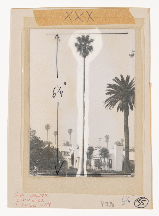 Vintage photo of a tall palm tree with measurement annotations, surrounded by other palms and buildings.