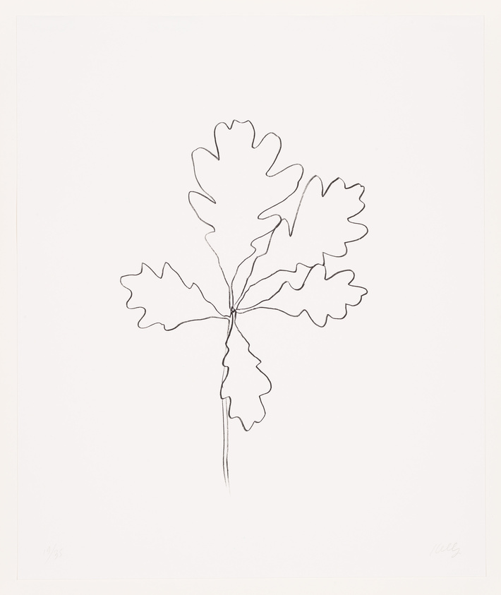 A minimalist line drawing of a leaf with several lobes, centered on a white background. The artwork is signed and numbered at the bottom.