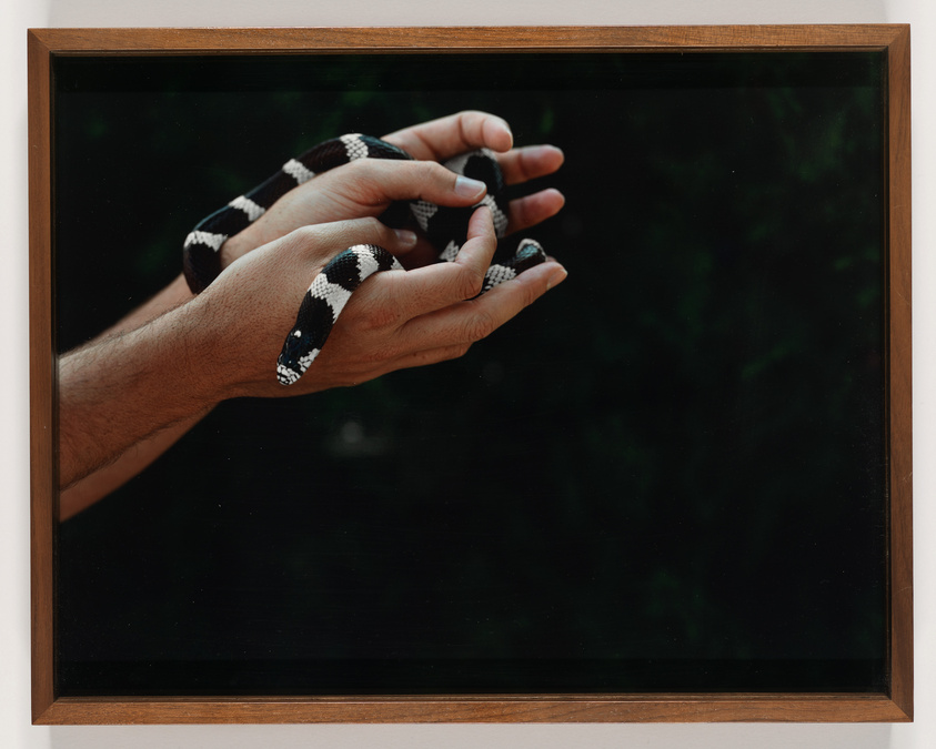 A person's hand holding a black and white banded snake against a dark background, framed by a wooden picture frame.