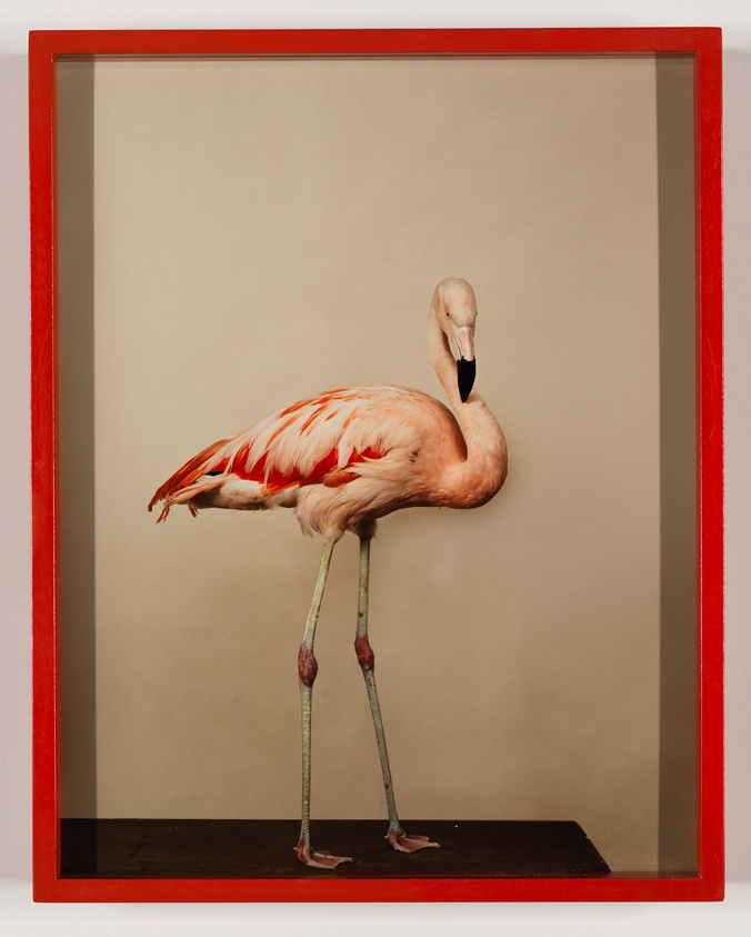 A flamingo stands inside a red-framed display, with a beige backdrop, appearing as a piece of art.