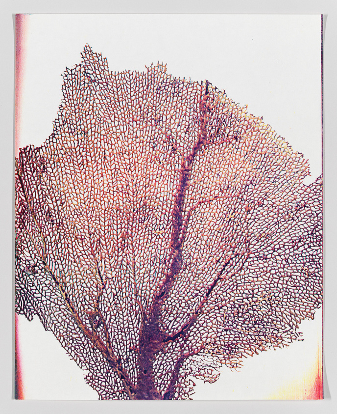 Delicate coral-like structure with intricate branching patterns on a light background.