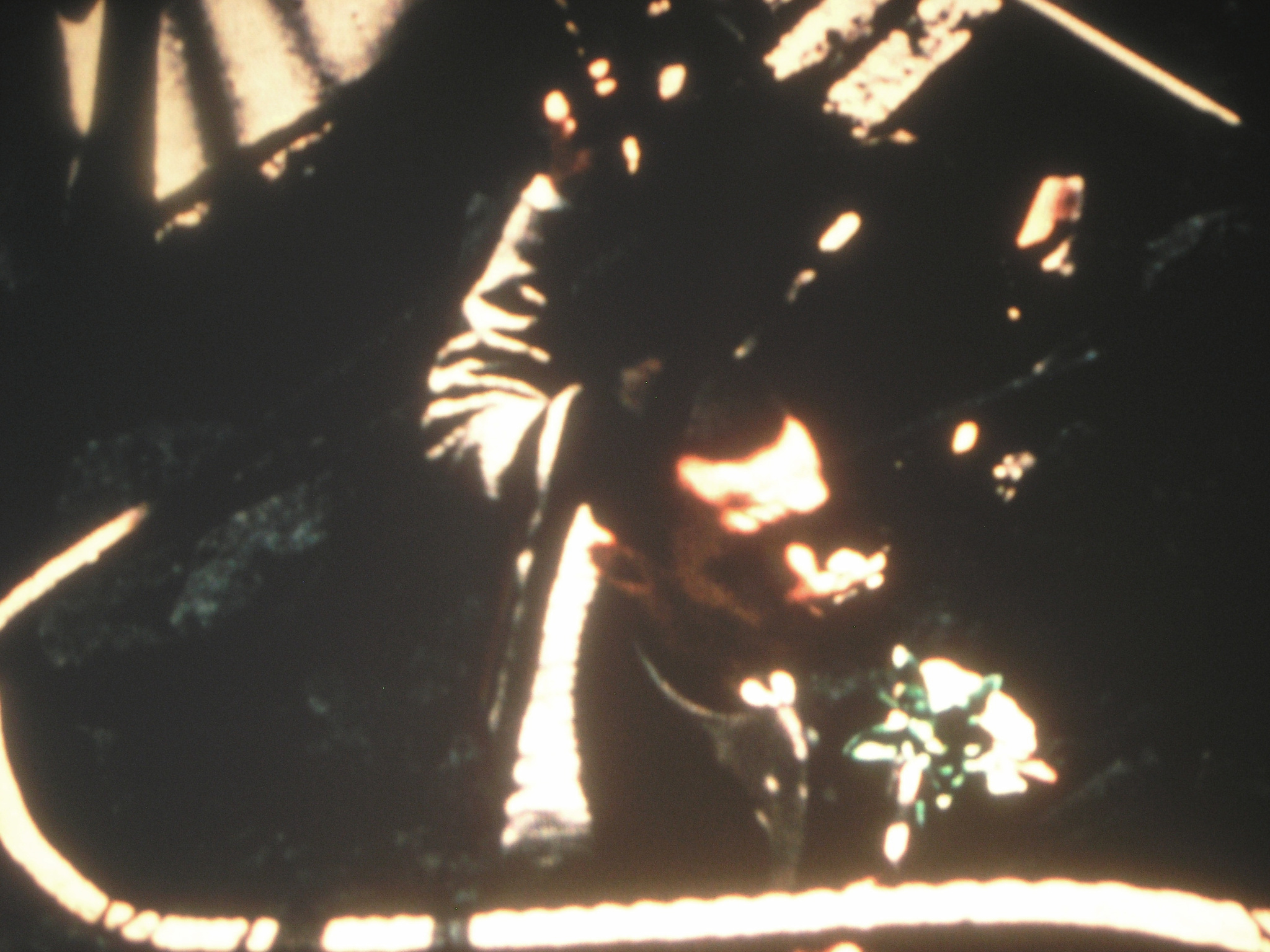 A person in a suit holds a bouquet, partially obscured by shadows and bright light.