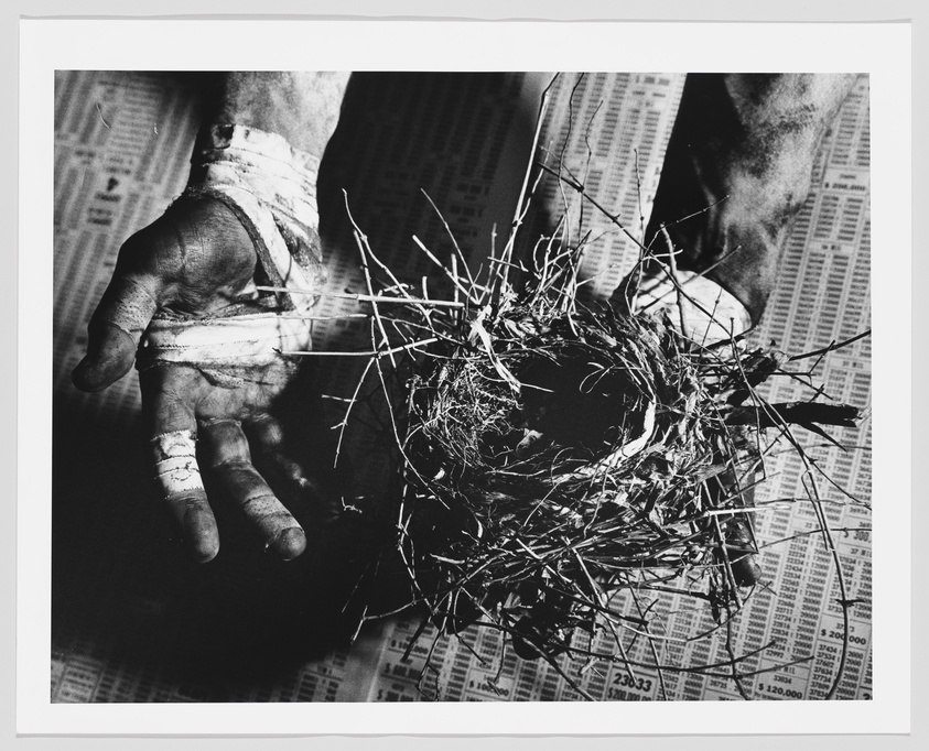 A black and white photograph featuring a close-up of a person's hand wrapped in bandages, with a bird's nest resting on the palm. The background shows blurred newspaper print.