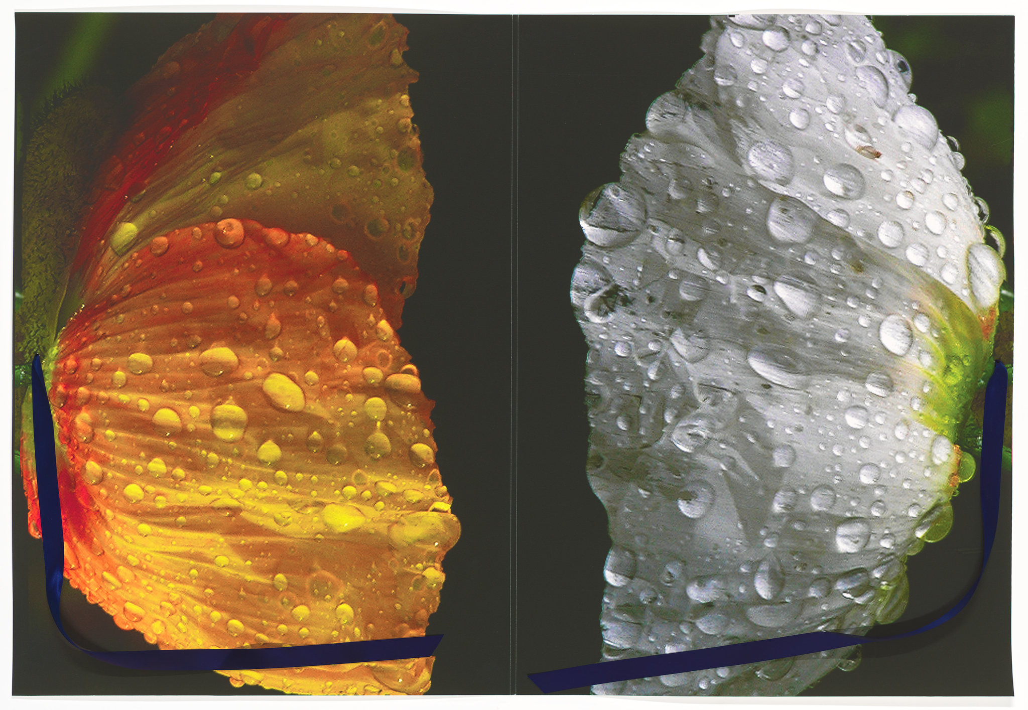 A split-image showing two halves of a flower petal covered in water droplets; the left side is illuminated with warm colors like red and orange, while the right side is in grayscale. Both sides are outlined with a thin blue border.