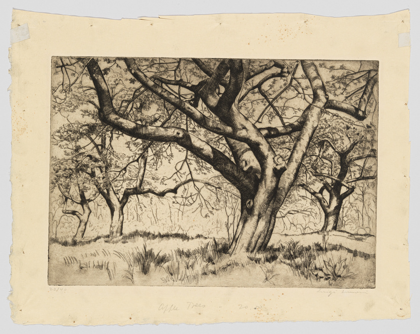 An etching of a dense grove of apple trees with intricate branches and foliage, signed "Apple Trees" by the artist in the lower left corner. The paper shows signs of aging and wear around the edges.