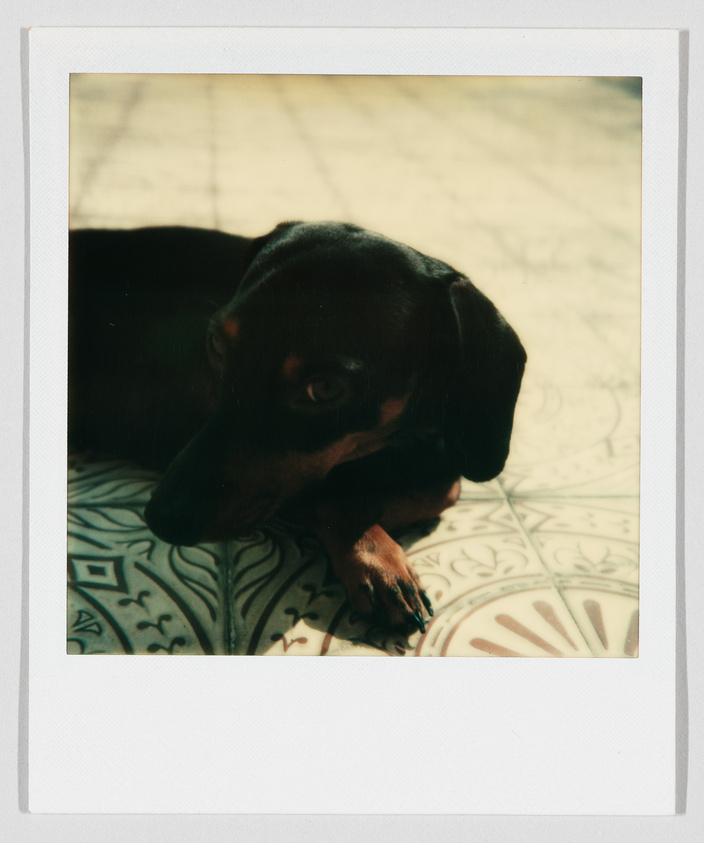 A small black and brown dog lies on a patterned tile floor, looking up with its head resting on its paws.