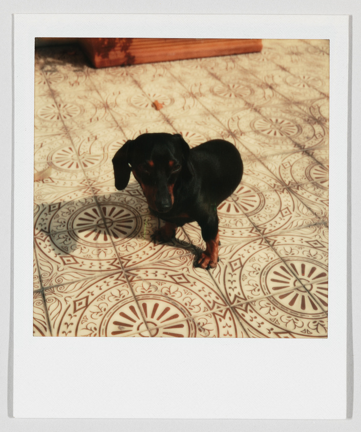 A small black dachshund stands on patterned tile flooring, looking slightly downward in the sunlight.