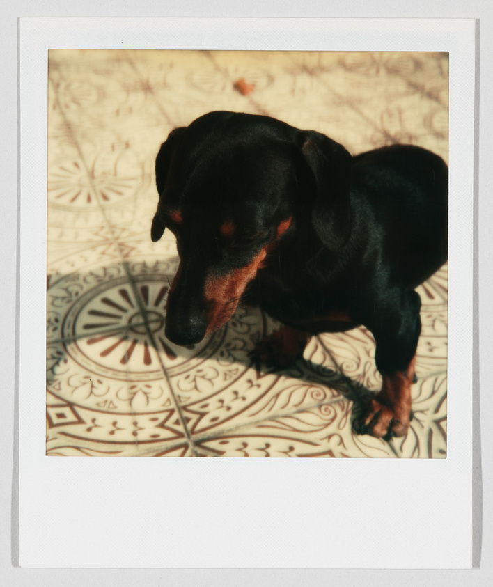 A small black and brown dachshund stands on patterned floor tiles, looking down and slightly to the side.