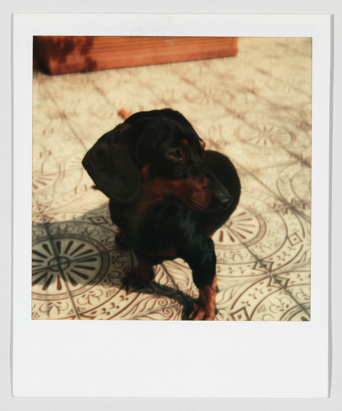A small black and brown dachshund stands on patterned tile flooring, looking off to the side.