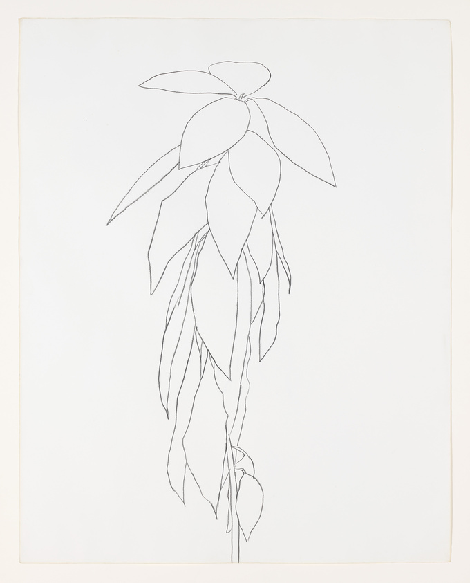 A minimalist line drawing of a plant with elongated leaves on a plain background.