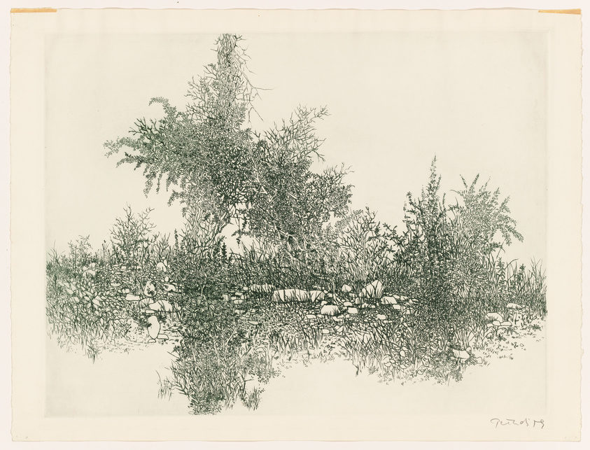 Detailed ink drawing of a lush forest scene with various types of trees and underbrush. The artwork features a dense collection of foliage with intricate details, and there are mushrooms scattered across the forest floor. The image has a vintage or classic feel, indicated by the paper's texture and the artist's signature in the bottom right corner.
