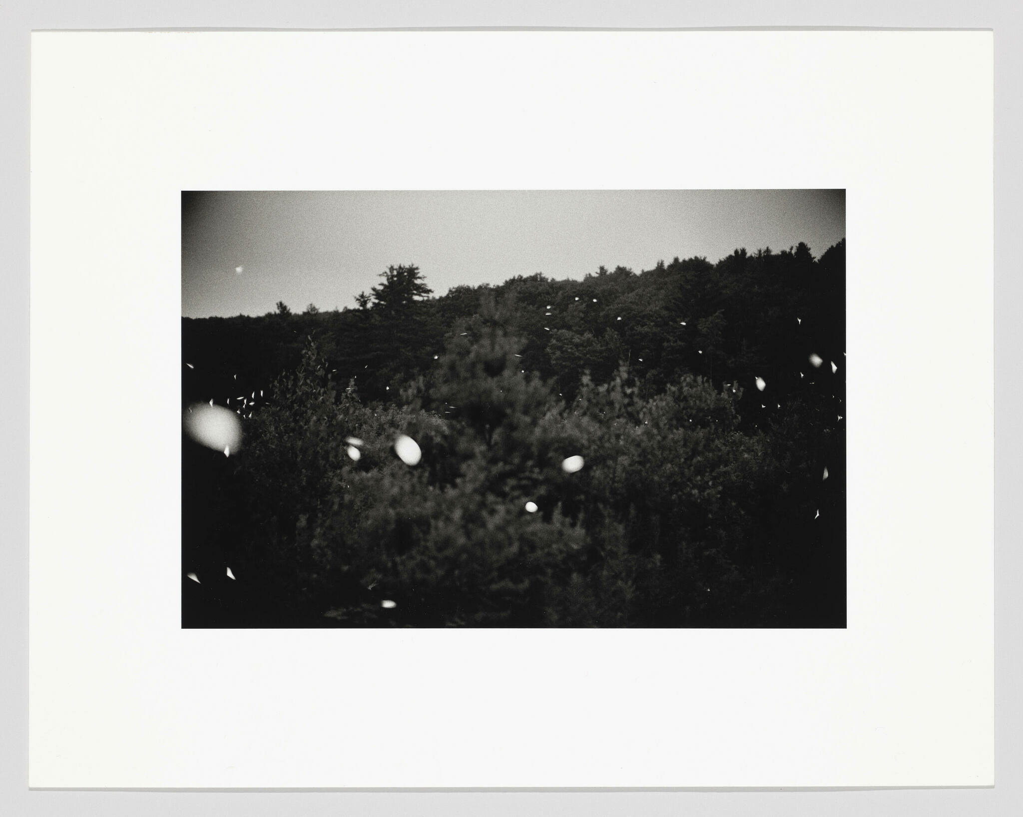 A black and white photograph of a dense forest at dusk with a scattering of light spots, possibly fireflies, against the dark backdrop of the trees, and a faint crescent moon visible in the sky. The photo is framed with a white border.