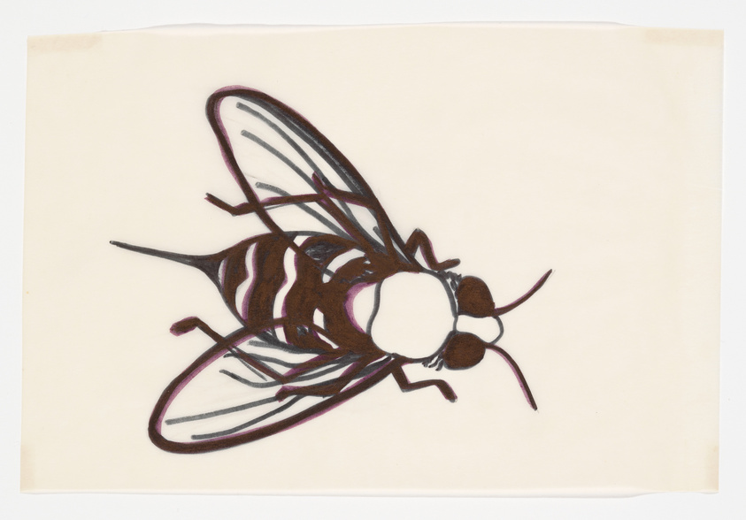 Illustration of a fly with detailed wings and segmented body on a cream-colored background.