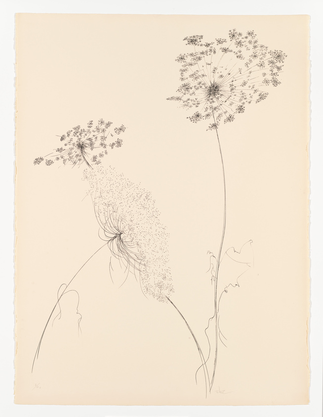 Delicate line drawing of two dandelion-like flowers on a plain background.