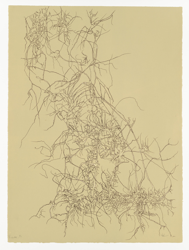 Intricate line drawing of a root system on a beige background.