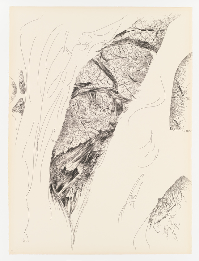 Detailed pen and ink drawing of abstract shapes resembling natural forms on a beige background.