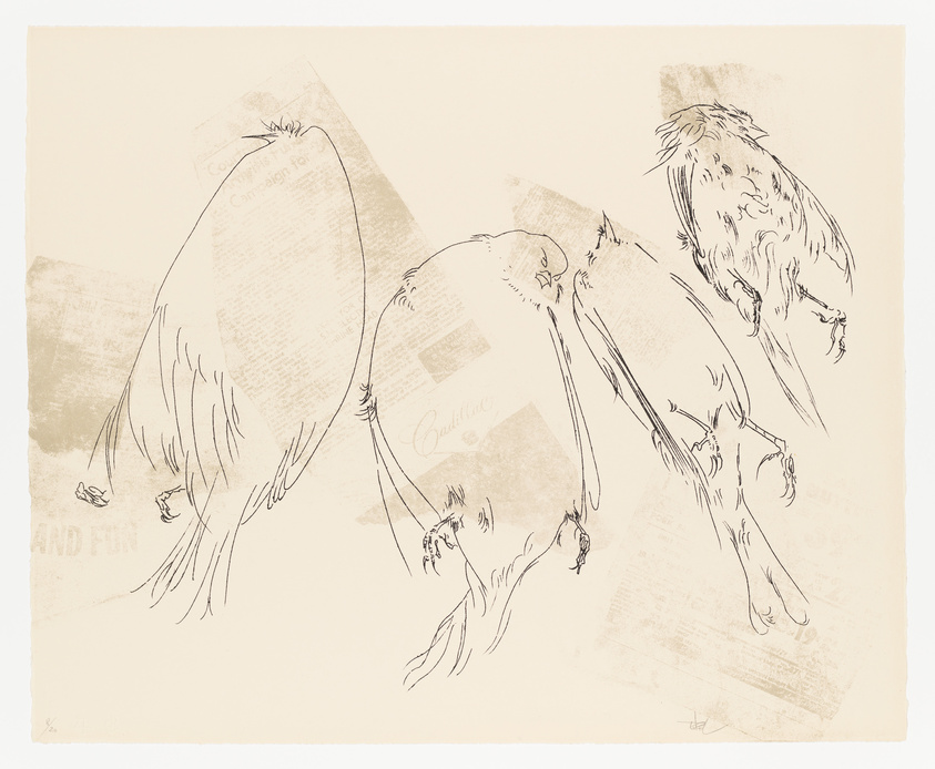 Sketches of three birds in different poses with newspaper print overlay on a beige background.