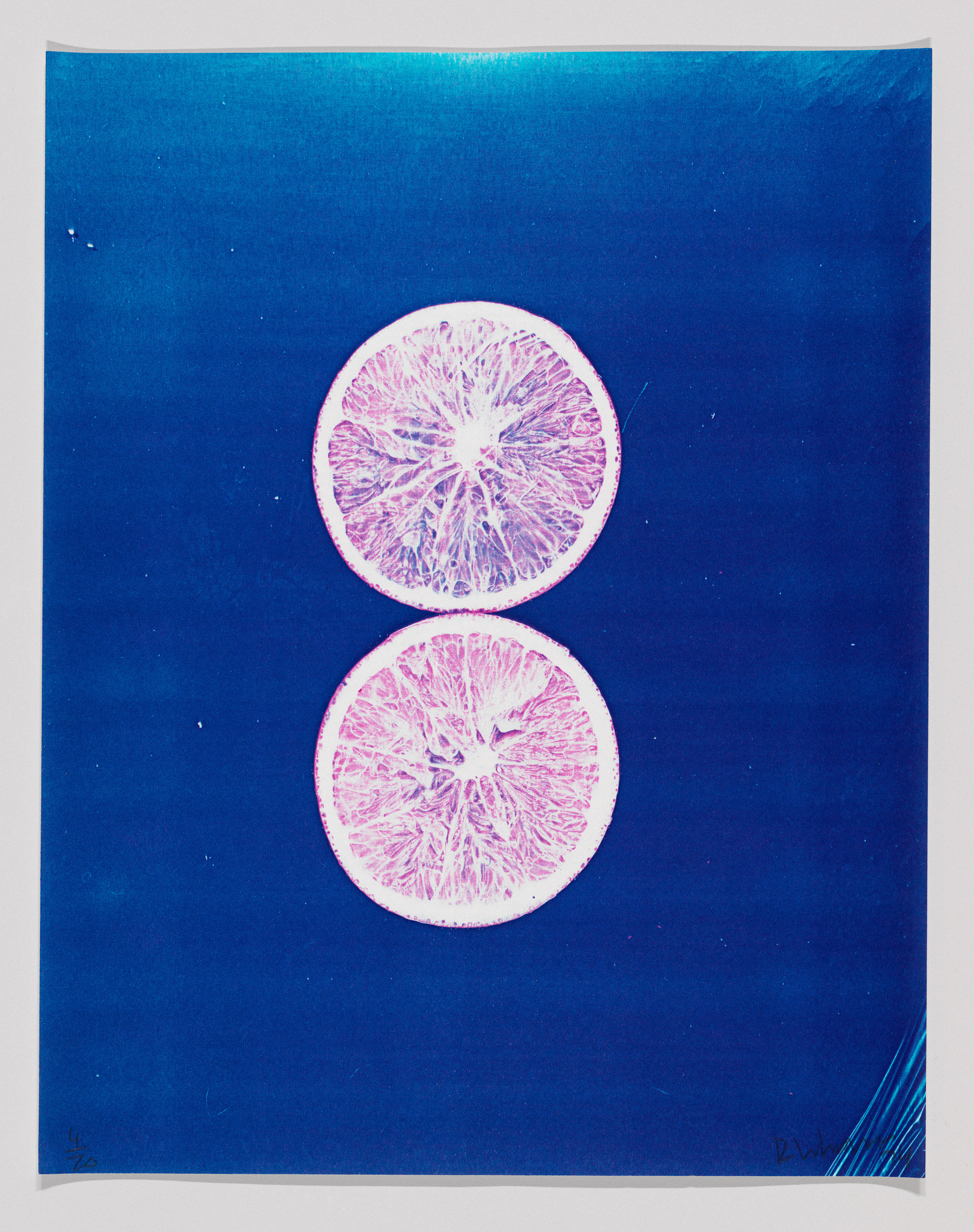 Two pink lemon slices against a blue background.