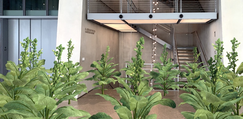 Tall green plants grow indoors near a modern staircase with metal railings and overhead lights.