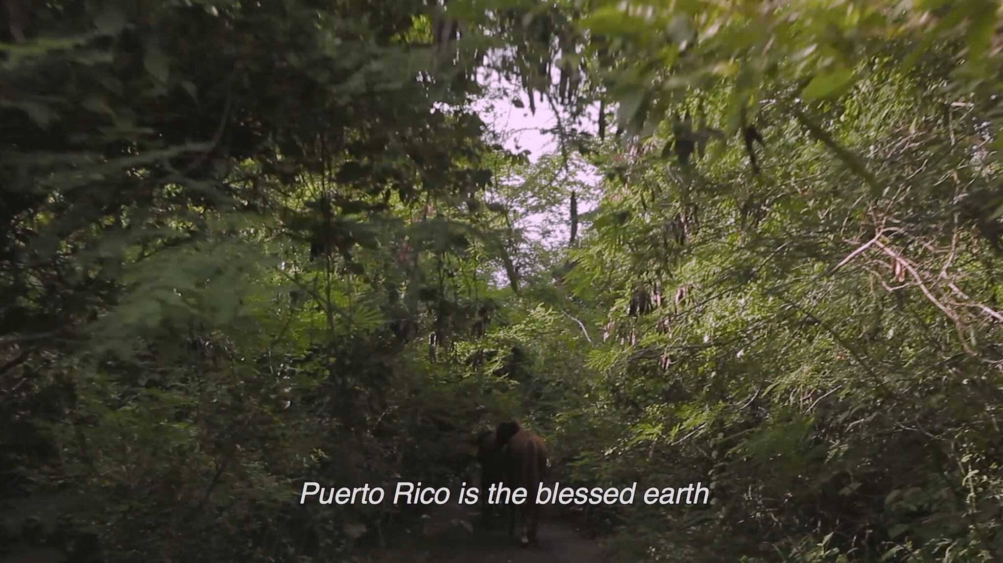 A lush green forest with dense foliage and a caption at the bottom that reads "Puerto Rico is the blessed earth." A narrow path leads through the forest and a horse is visible in the distance, partially obscured by the trees.