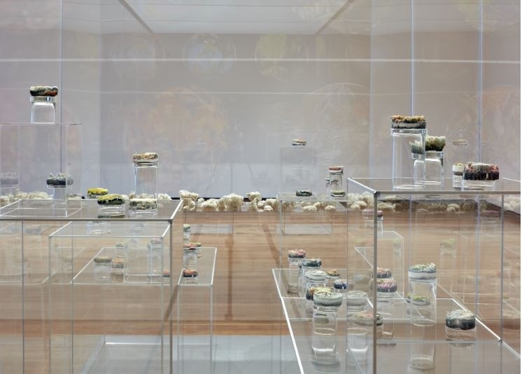 Glass jars with various contents are displayed on transparent pedestals in a modern, well-lit exhibition space with a wooden floor.