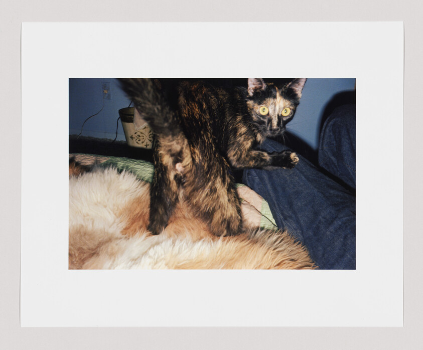 A tortoiseshell cat with wide eyes stands on a furry blanket, one paw reaching toward the camera.