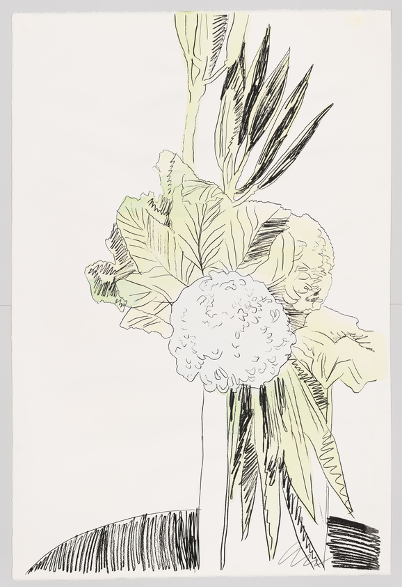 A hand-drawn sketch of a cauliflower with its large, textured head and surrounding green leaves prominently displayed. The cauliflower is depicted with fine lines and shading, while the leaves show detailed veins and edges. The drawing is monochromatic with black ink on white paper, and there are some sketchy lines at the bottom, suggesting a surface or shadow.