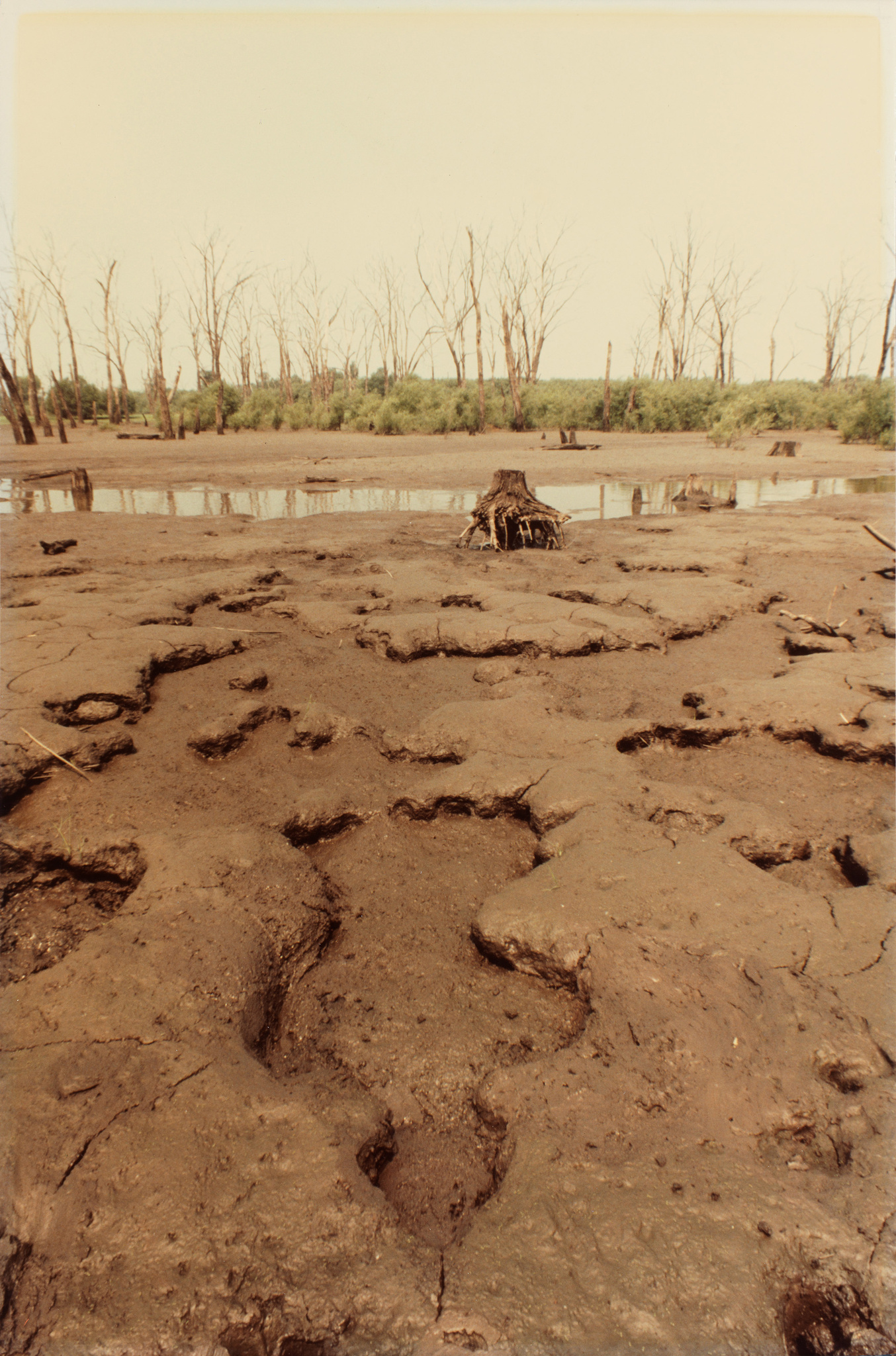 Dry, cracked mud with tree stumps and sparse vegetation in the background, suggesting a drought-affected area.