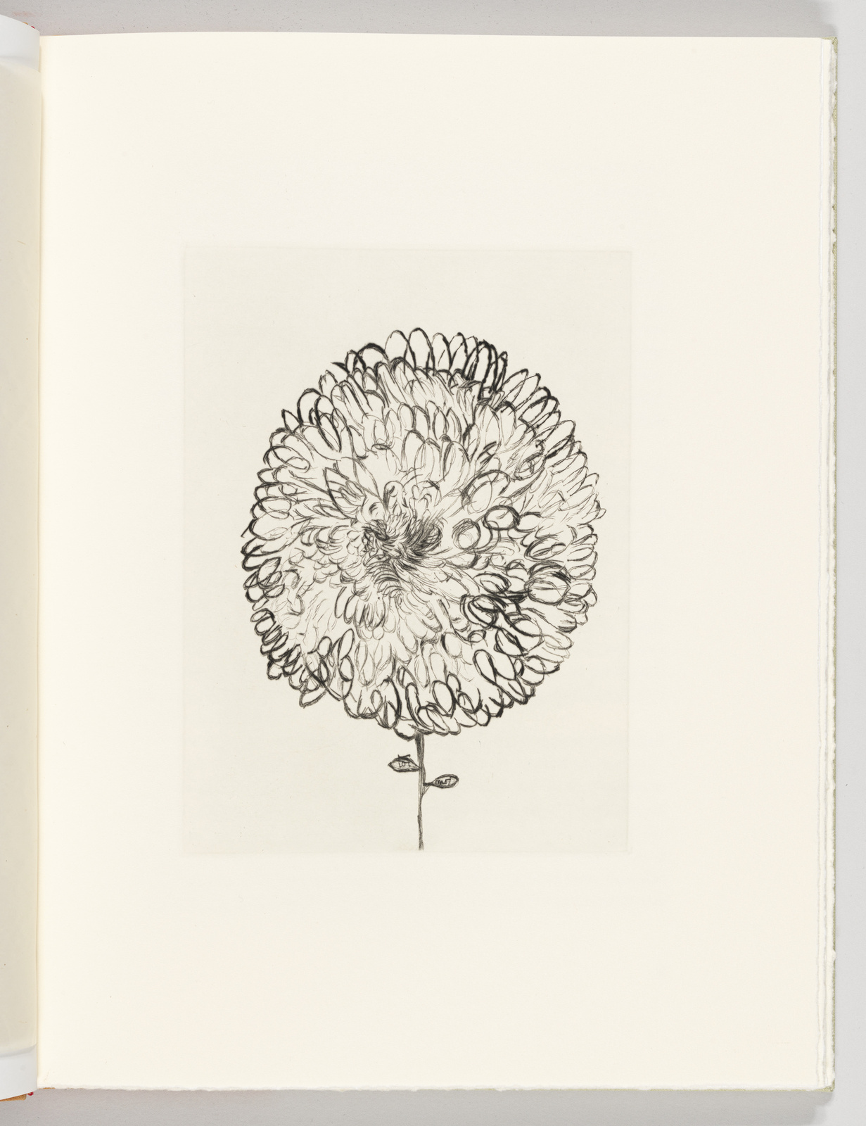 Detailed black and white sketch of a full, round flower with numerous petals, centered on a page within a book or portfolio. The flower is depicted with a single stem and a pair of leaves, showcasing intricate line work that gives texture and depth to the petals.