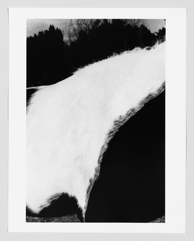 A high-contrast black and white photograph focusing on the texture of a white animal's fur, possibly a horse, with a blurred background of trees and sky.