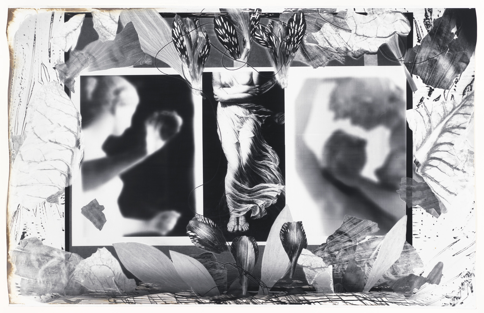 Collage of black and white photos with botanical elements and abstract textures.