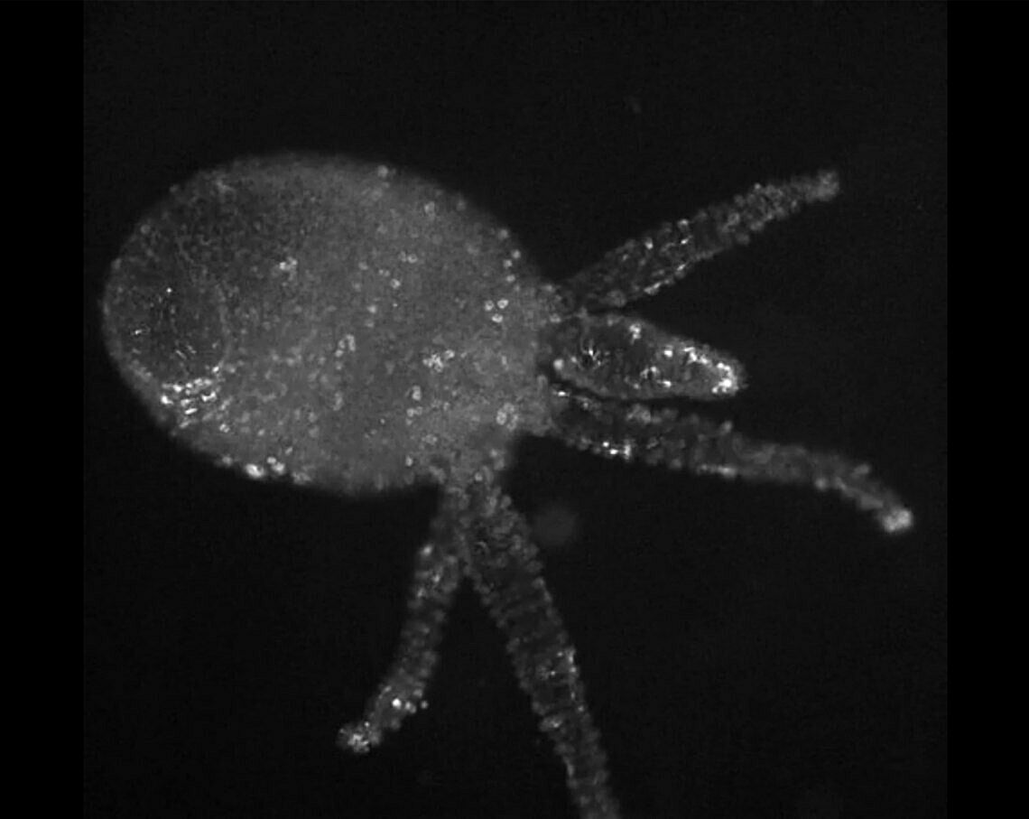 Installation view of a work by Rashid Johnson. A woman stands gazing at a large structure filled floor to ceiling with potted foliage and lighting