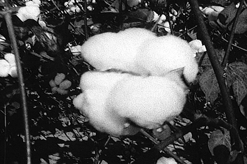 Black and white photo of a cotton plant.