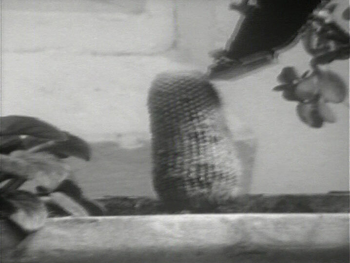 Still from film The Well-Shaven Cactus. Image depicts a cactus.